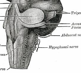 Hypoglossal Emergence