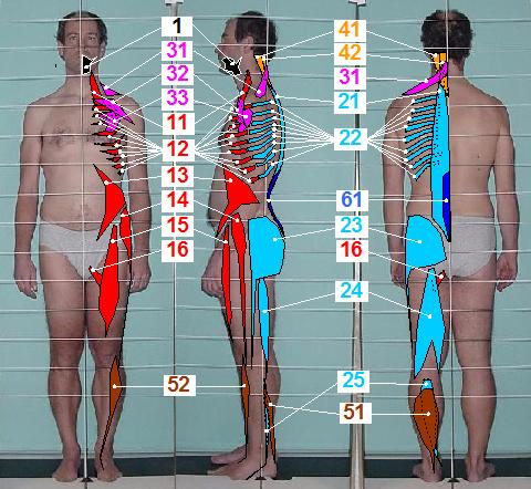 Head Forwarding Postural Strategy