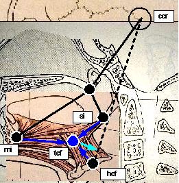 Tongue in Physiologic head position