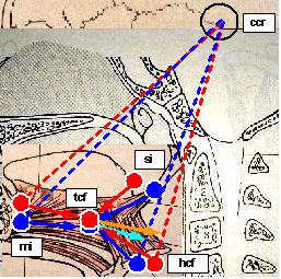 Tongue in Cranio-Cervical Extension