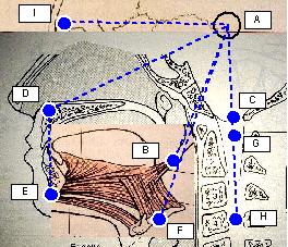 physiologic head position