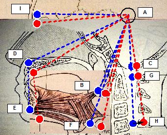 cervical spine forward inclination