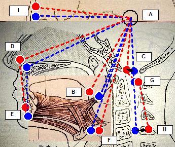 Cracnio-Cervical extension